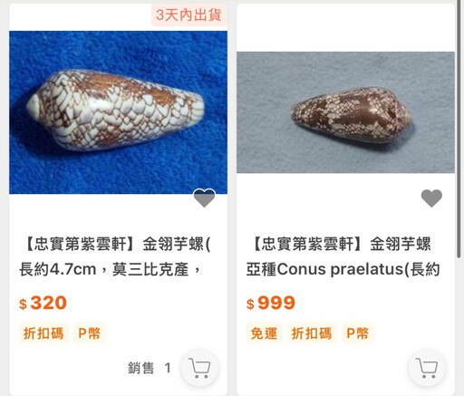 澎湖民眾PO網求解拾獲罕見海螺 專家籲不明螺類可能致命勿徒手接觸