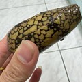 澎湖民眾PO網求解拾獲罕見海螺 專家籲不明螺類可能致命勿徒手接觸