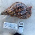 魔鬼海星的天敵「唐冠螺」 澎湖海保志工近2年調研僅發現14顆 生態保育也是平衡生態