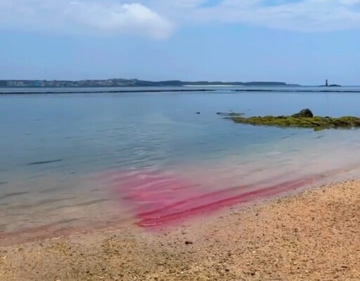三生有幸親眼見「夢幻粉紅海」 望安居民十年來首次發現珊瑚產卵