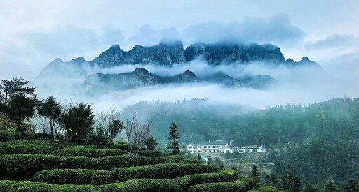 廬山雲霧出好茶 九江茶市品佳茗