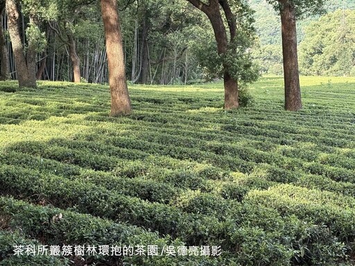 廬山雲霧出好茶 九江茶市品佳茗