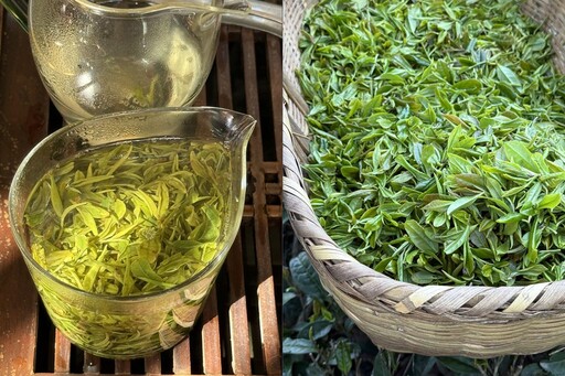 廬山雲霧出好茶 九江茶市品佳茗