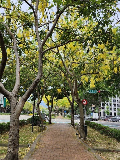 宜居台中市街頭夏日花季綻放 阿勃勒大花紫薇共譜浪漫詩篇