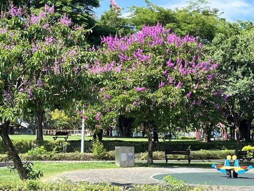 宜居台中市街頭夏日花季綻放 阿勃勒大花紫薇共譜浪漫詩篇
