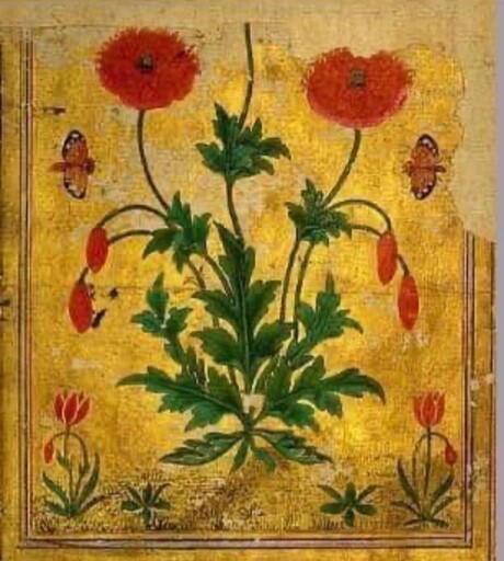 好一朵美麗的「罌粟花」 穿越500年的歴史迴聲⋯⋯