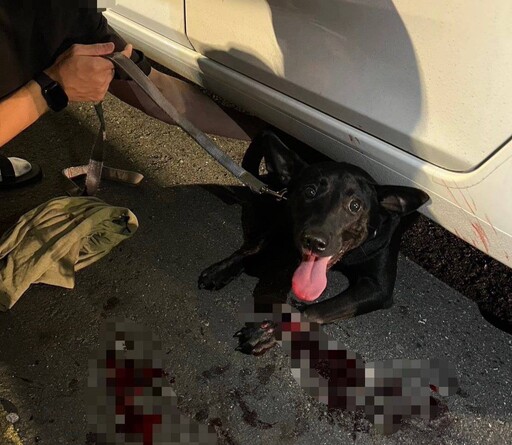 救援不分物種!文一帥警抱出受傷犬 民眾臉書狂讚