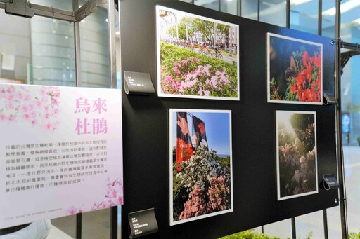 新北市「2025萬金杜鵑攝影展」開展 觀展贈樹苗!