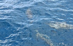 乘風破浪訪宜蘭龜山島 海上邂逅鯨豚奇緣