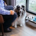 夏日寵物補水新解方！獸醫推薦「主食濕糧」助毛孩健康度暑
