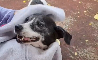乳牛犬與棕馬成家人!板橋動物之家溫情認養感動網友