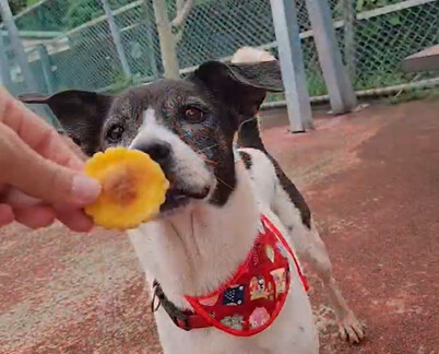 乳牛犬與棕馬成家人!板橋動物之家溫情認養感動網友