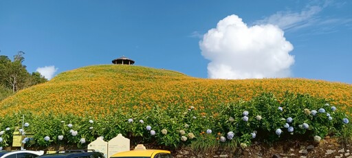 地表最萌愛玉小蜂出動!金針山夏日親子DIY清涼開跑