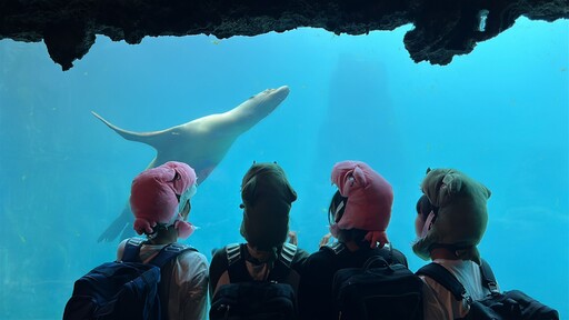 最低0元入園!海洋公園暑假門票優惠延長賽開打 8/22怪戰集結日哥吉拉最終戰壓軸登場!