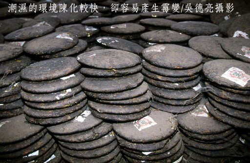 普洱茶「以陳為貴」乾倉與濕倉差別大公開