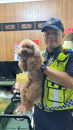 紅貴賓犬Niko走失淋雨 自行走進台中烏日派出所求助