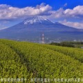 富士山下名茶飄香