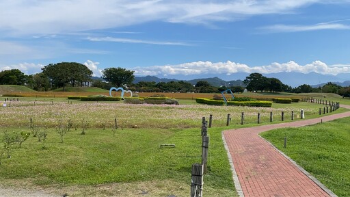 后里環保公園迎立冬雙色盛景 波斯菊花海與落羽松林秘境夯
