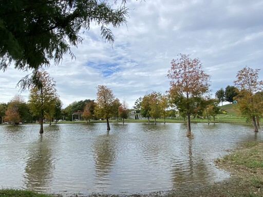 后里環保公園迎立冬雙色盛景 波斯菊花海與落羽松林秘境夯