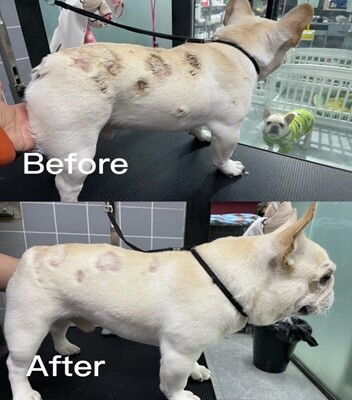 《新品發布》「犀利修護噴霧」正式亮相 毛孩的居家臨時小護士！