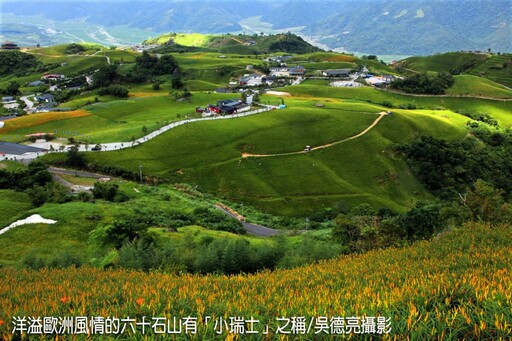 茶香與金針花在東台灣小瑞士共舞