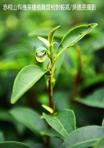 茶香與金針花在東台灣小瑞士共舞