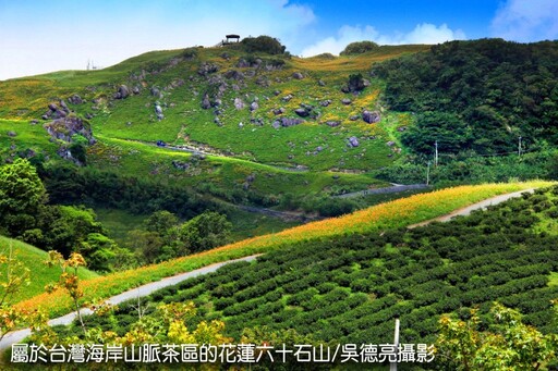 茶香與金針花在東台灣小瑞士共舞