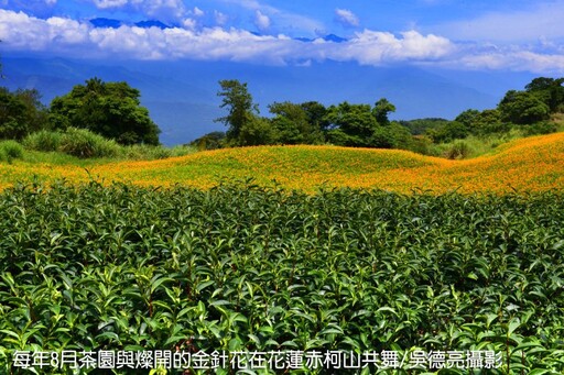 茶香與金針花在東台灣小瑞士共舞