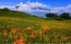 茶香與金針花在東台灣小瑞士共舞