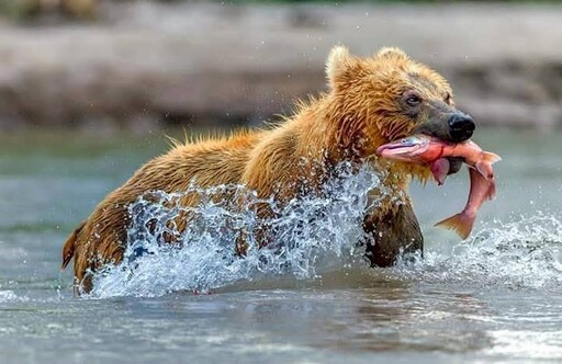 退休旅遊從放鬆升級重啟人生趣！ 鄉野旅行社重磅推出多條高端長程旅行路線