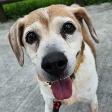 替小小生命遞上一束光～陪伴，是讓犬隻走向幸福的第一步