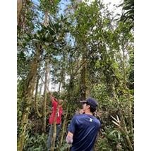 臺灣野生山茶大揭密