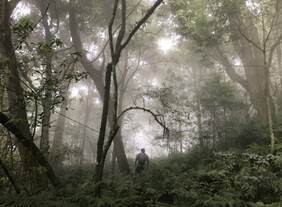 臺灣野生山茶大揭密