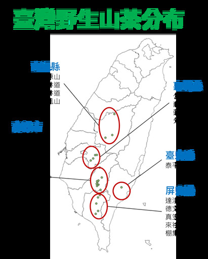 臺灣野生山茶大揭密