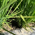 水稻熱疫情升溫！嘉義市府呼籲農友加強防範