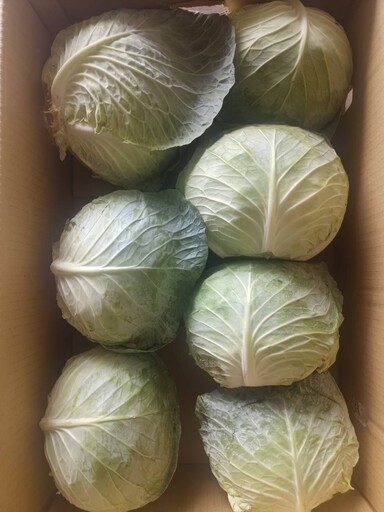 菜「出」有名！北農第4櫃高麗菜再銷日本