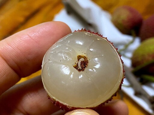 不靠農藥！高雄用「綠光」打敗荔枝蒂頭蟲