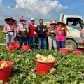 高雄瓜果豐收上市 初夏吃瓜正對時