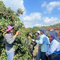 玉荷包產季倒數 專業培訓全力助攻