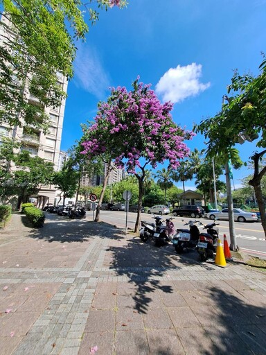 中市街頭夏日花季綻放! 阿勃勒與大花紫薇共譜浪漫詩篇