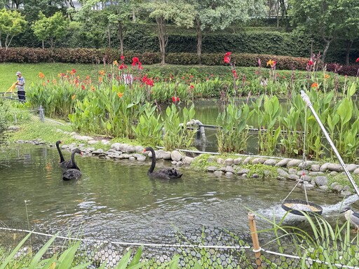 秋紅谷黑天鵝搬新家啦! 「鳶鳶」與「揚揚」飛向北大展開新生活