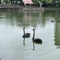秋紅谷黑天鵝搬新家啦！ 「鳶鳶」與「揚揚」飛向北大展開新生活