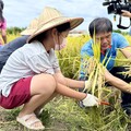大里區農會舉辦食農教育活動 學生親手割稻體驗一日農夫超有感！