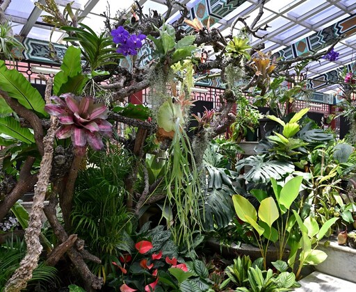 珍奇植物一次看!士林官邸雨林植物展盛夏開展