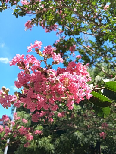 紫薇燦爛、棋盤腳綻放 榮星花園夏日限定花景登場