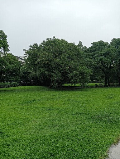 紫薇燦爛、棋盤腳綻放 榮星花園夏日限定花景登場