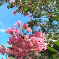 紫薇燦爛、棋盤腳綻放 榮星花園夏日限定花景登場