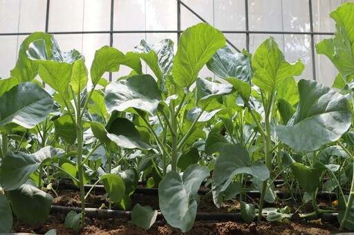 耐熱又耐濕!「芥藍臺南1號」新品種今夏上市