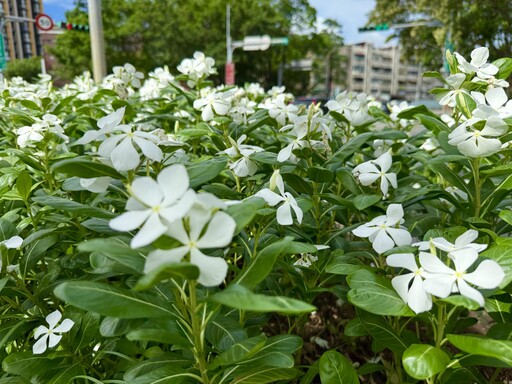 日日春好顏色 彩繪夏日台北街頭