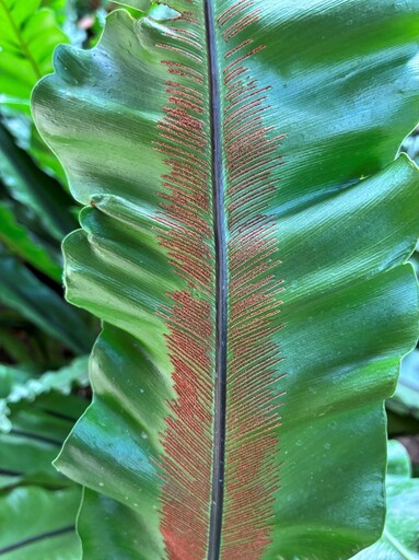 探索台灣蕨類王國歷史 典藏植物園「蕨」對好看